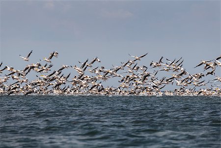 fogen (artist) - flock of pink pelicans fly over the water Stockbilder - Microstock & Abonnement, Bildnummer: 400-08997229