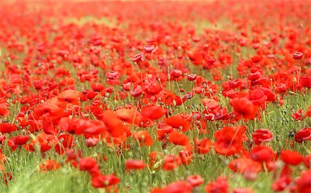 simsearch:689-03123695,k - Photo of beautiful poppies blossoming in a meadow Foto de stock - Royalty-Free Super Valor e Assinatura, Número: 400-08998330