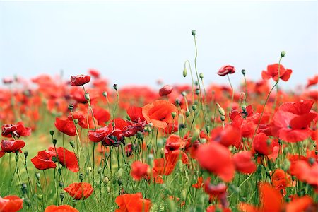 simsearch:689-03123695,k - Photo of beautiful poppies blossoming in a meadow Foto de stock - Royalty-Free Super Valor e Assinatura, Número: 400-08998331