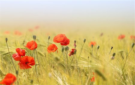 simsearch:689-03123695,k - Photo of beautiful poppies blossoming in a meadow Foto de stock - Royalty-Free Super Valor e Assinatura, Número: 400-08998332