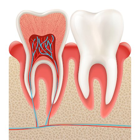 dental technician - Dental concept, Human teeth. Tooth anatomy closeup cut away. EPS 10 vector file included Stock Photo - Budget Royalty-Free & Subscription, Code: 400-08999070