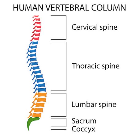 simsearch:400-09000460,k - Diagram of a human spine with names of all sections of the vertebrae. Also available as a Vector in Adobe illustrator EPS 10 format. Stock Photo - Budget Royalty-Free & Subscription, Code: 400-08999285