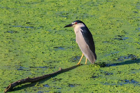 simsearch:400-06202494,k - black crowned night heron (nycticorax nycticorax) on a lake Photographie de stock - Aubaine LD & Abonnement, Code: 400-09008502
