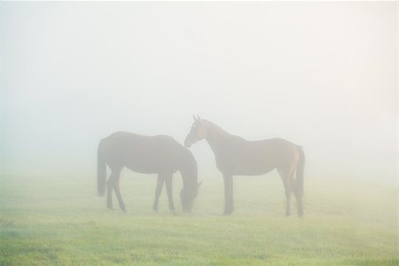 simsearch:400-08794942,k - two horse silhouettes on dense fog on pasture Foto de stock - Super Valor sin royalties y Suscripción, Código: 400-09008597