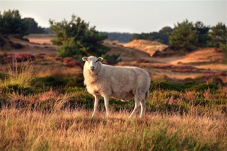 simsearch:400-08041728,k - sheep on hill in summer, Drents-Friese wold, Netherlands Stock Photo - Budget Royalty-Free & Subscription, Code: 400-09008598