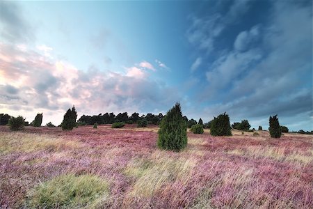 pink flowering heathe at sunset, Wilsede, Germany Stock Photo - Budget Royalty-Free & Subscription, Code: 400-09008600