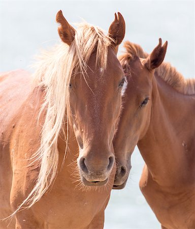 simsearch:400-07168060,k - two horses on the nature . Stock Photo - Budget Royalty-Free & Subscription, Code: 400-09008654