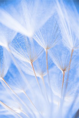 Abstract macro photo of dandelion seeds. Shallow focus. Fotografie stock - Microstock e Abbonamento, Codice: 400-09008834