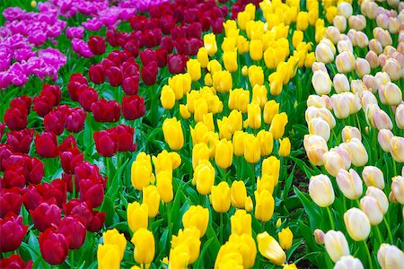 simsearch:400-07421243,k - Glade of colorful fresh tulips. Colorful tulips in the park. Spring landscape. Tulip background. Colorful tulips in the Keukenhof garden, Netherlands. Beautiful bouquet of tulips. Stock Photo - Budget Royalty-Free & Subscription, Code: 400-09008870