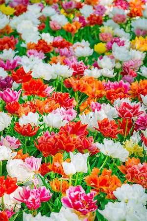 simsearch:400-07485765,k - Tulip. Glade of red, pink, orange and white fresh tulips. Colorful tulips in the Keukenhof garden, Netherlands. Tulip Flower Field. Tulip background. Beautiful bouquet of tulips. Spring landscape. Stock Photo - Budget Royalty-Free & Subscription, Code: 400-09008872