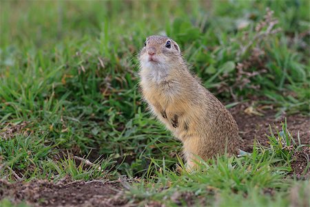 simsearch:400-05170877,k - prairie dog in the grass. Danube Delta, Romania Foto de stock - Super Valor sin royalties y Suscripción, Código: 400-09008885