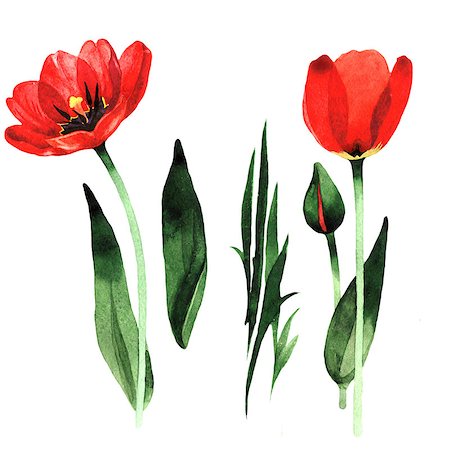 Wildflower tulip flower in a watercolor style isolated. Full name of the plant: red tulip. Aquarelle wild flower for background, texture, wrapper pattern, frame or border. Photographie de stock - Aubaine LD & Abonnement, Code: 400-09008899