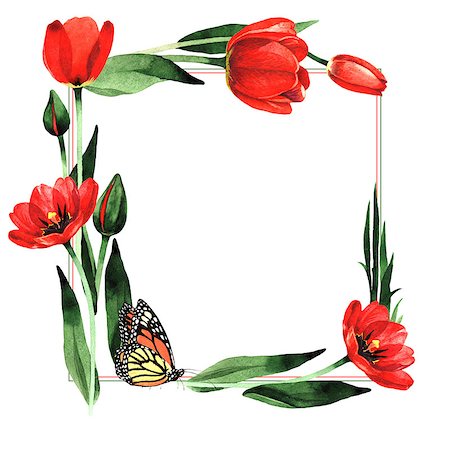 Wildflower tulip flower frame in a watercolor style isolated. Full name of the plant: red tulip. Aquarelle wild flower for background, texture, wrapper pattern, frame or border. Photographie de stock - Aubaine LD & Abonnement, Code: 400-09008905