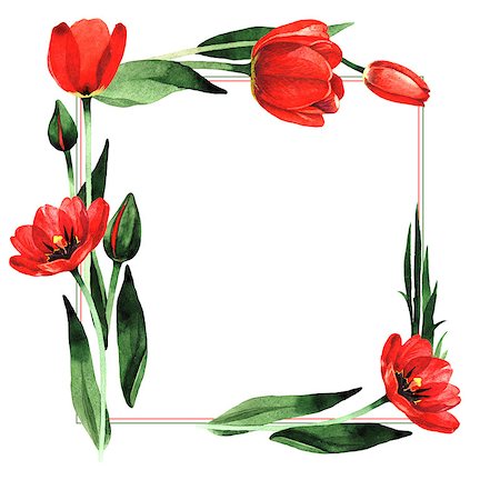 Wildflower tulip flower frame in a watercolor style isolated. Full name of the plant: red tulip. Aquarelle wild flower for background, texture, wrapper pattern, frame or border. Photographie de stock - Aubaine LD & Abonnement, Code: 400-09008901