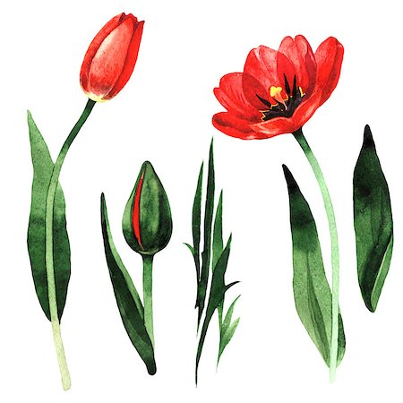Wildflower tulip flower in a watercolor style isolated. Full name of the plant: red tulip. Aquarelle wild flower for background, texture, wrapper pattern, frame or border. Photographie de stock - Aubaine LD & Abonnement, Code: 400-09009117