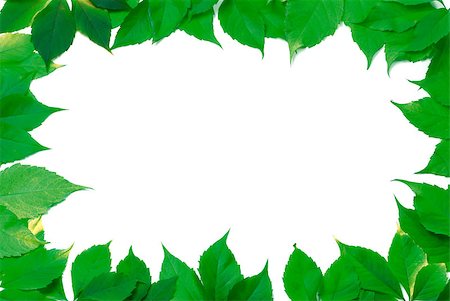 simsearch:622-02354988,k - Green leaves frame isolated on white background. Virginia creeper leaves. Stock Photo - Budget Royalty-Free & Subscription, Code: 400-09009124
