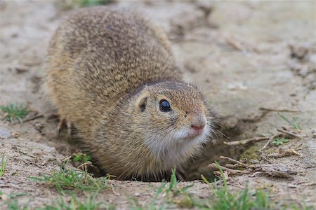 simsearch:400-05170877,k - prairie dog in the grass. Danube Delta, Romania Foto de stock - Super Valor sin royalties y Suscripción, Código: 400-09009145