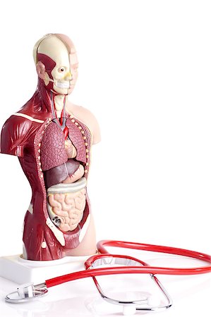 Human anatomy model and stethoscope used for teaching students and patients about the body's vital organs of teachers and doctors. medical equipment Stock Photo - Budget Royalty-Free & Subscription, Code: 400-09009148