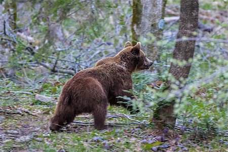 porojnicu (artist) - wild bear in Fagaras Mountains, Romania Stock Photo - Budget Royalty-Free & Subscription, Code: 400-09009205