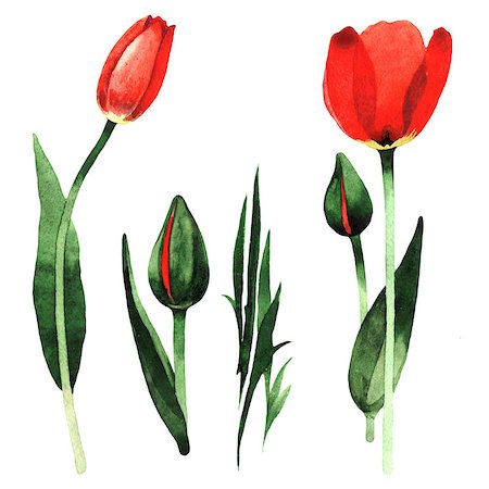 Wildflower tulip flower in a watercolor style isolated. Full name of the plant: red tulip. Aquarelle wild flower for background, texture, wrapper pattern, frame or border. Photographie de stock - Aubaine LD & Abonnement, Code: 400-09009431