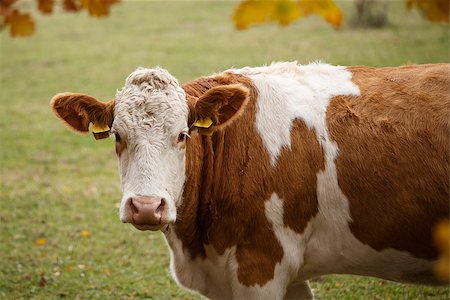 simsearch:400-07043437,k - Brown and white dairy cow in pasture, Czech Republic Fotografie stock - Microstock e Abbonamento, Codice: 400-09009467