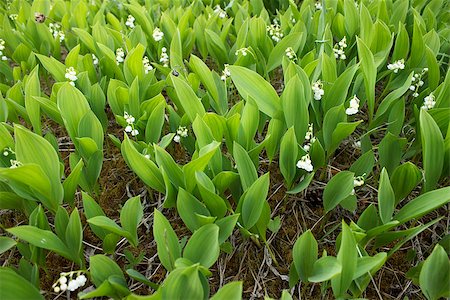 simsearch:689-03124006,k - Lilies of the valley bloom on a hill Photographie de stock - Aubaine LD & Abonnement, Code: 400-09009497