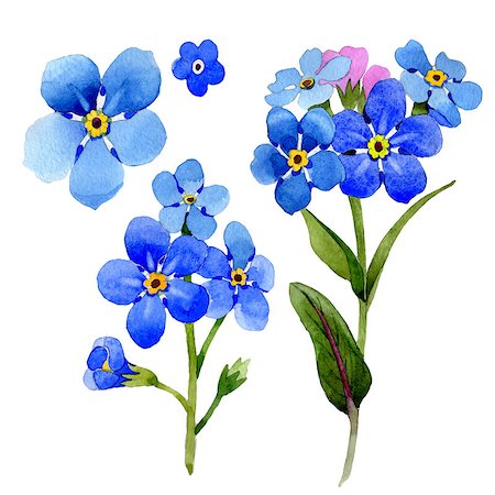 Wildflower myosotis arvensis flower in a watercolor style isolated. Full name of the plant: Myosotis arvensis. Aquarelle wild flower for background, texture, wrapper pattern, frame or border. Photographie de stock - Aubaine LD & Abonnement, Code: 400-09009959