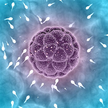 3D render of a medical abstract showing sperm meeting egg cell Foto de stock - Super Valor sin royalties y Suscripción, Código: 400-09000229