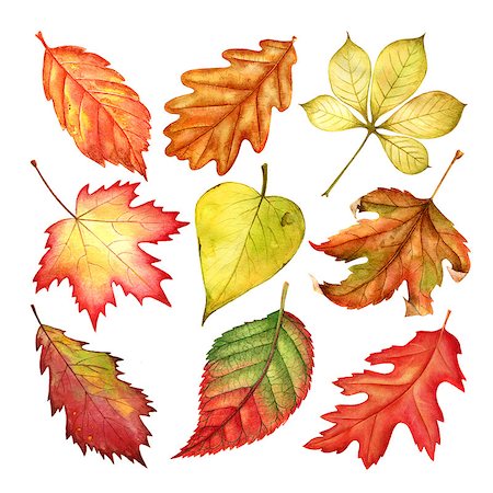 Watercolor autumn leaves collection isolated on white background. Foto de stock - Royalty-Free Super Valor e Assinatura, Número: 400-09001765