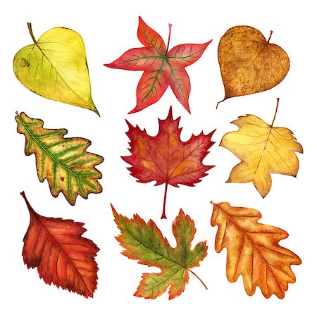 Watercolor autumn leaves collection isolated on white background. Foto de stock - Royalty-Free Super Valor e Assinatura, Número: 400-09001767