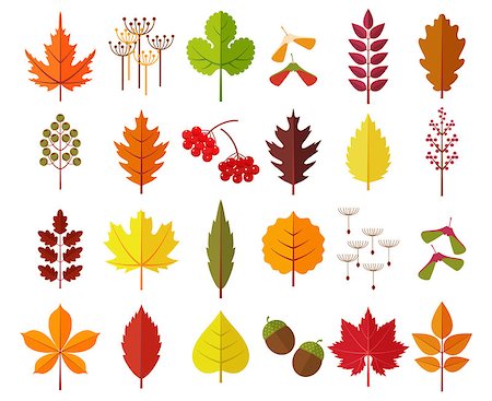 simsearch:400-04228440,k - Colorful autumn leaves and berries set, isolated on white background. Simple cartoon flat style, vector illustration. Foto de stock - Super Valor sin royalties y Suscripción, Código: 400-09002045