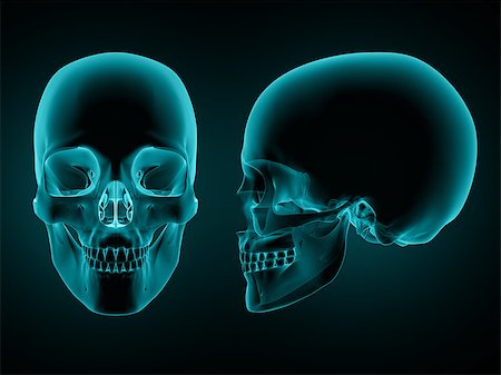 simsearch:400-08647675,k - 3D render of a front and side view of a skull Stockbilder - Microstock & Abonnement, Bildnummer: 400-09002163