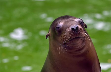 silhouette sea beach underwater - Sea Lion portrait in nature Stock Photo - Budget Royalty-Free & Subscription, Code: 400-09002255