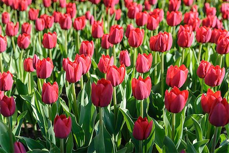 simsearch:400-07421243,k - Beautiful view of red tulips under morning sunlight Stock Photo - Budget Royalty-Free & Subscription, Code: 400-09019201