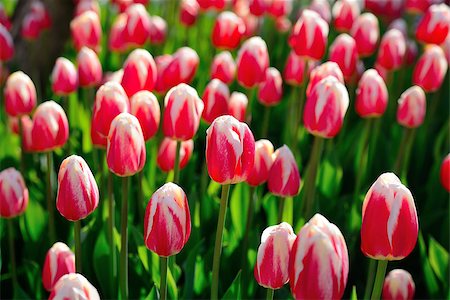 simsearch:400-08555878,k - Floral background of tulips. Piink tulips in the park under the morning sunlight in the spring. Stock Photo - Budget Royalty-Free & Subscription, Code: 400-09019244