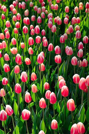 simsearch:400-08555878,k - Floral background of tulips. A large number of pink tulips in the park under the morning sunlight in the spring. Stock Photo - Budget Royalty-Free & Subscription, Code: 400-09019243