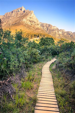 Hiking path by Lions Head in Cape Town, South Africa with a view to Table Mountain Stock Photo - Budget Royalty-Free & Subscription, Code: 400-09019314