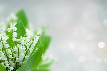 simsearch:400-07656811,k - lilly of the valley flowers on blue bokeh background with copy space Photographie de stock - Aubaine LD & Abonnement, Code: 400-09019357