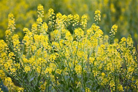Wild Mustard in a Field on a spring day Foto de stock - Super Valor sin royalties y Suscripción, Código: 400-09019365