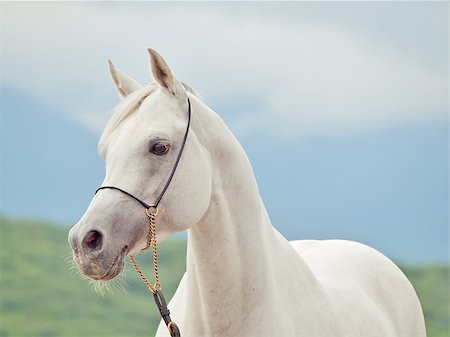 white amazing arabian stallion at sky background Foto de stock - Super Valor sin royalties y Suscripción, Código: 400-09019410