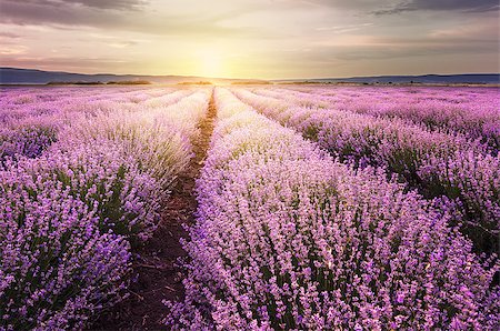 Sunrise over lavender field in Bulgaria Stock Photo - Budget Royalty-Free & Subscription, Code: 400-09019459