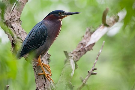 Green Heron perched on a tree branch in a green forest on a summer day Stock Photo - Budget Royalty-Free & Subscription, Code: 400-09019464