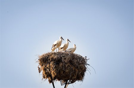 Three little storks in a nest Stock Photo - Budget Royalty-Free & Subscription, Code: 400-09019462