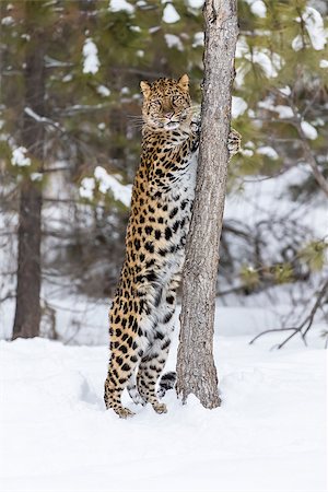 Amur Leopard in a snowy forest hunting for prey. Stock Photo - Budget Royalty-Free & Subscription, Code: 400-09019685