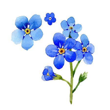 Wildflower myosotis arvensis flower in a watercolor style isolated. Full name of the plant: Myosotis arvensis. Aquarelle wild flower for background, texture, wrapper pattern, frame or border. Photographie de stock - Aubaine LD & Abonnement, Code: 400-09010125