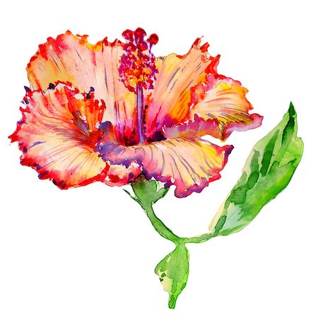 Wildflower hibiscus flower in a watercolor style isolated. Aquarelle wild flower for background, texture, wrapper pattern, frame or border. Photographie de stock - Aubaine LD & Abonnement, Code: 400-09010367