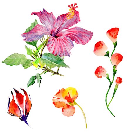 Wildflower hibiscus flower in a watercolor style isolated. Aquarelle wild flower for background, texture, wrapper pattern, frame or border. Photographie de stock - Aubaine LD & Abonnement, Code: 400-09010370