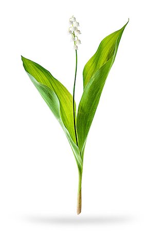 simsearch:689-03124006,k - White flowers lilies of the valley isolated on white background Photographie de stock - Aubaine LD & Abonnement, Code: 400-09010556