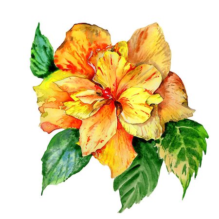 Wildflower hibiscus flower in a watercolor style isolated. Aquarelle wild flower for background, texture, wrapper pattern, frame or border. Photographie de stock - Aubaine LD & Abonnement, Code: 400-09010620