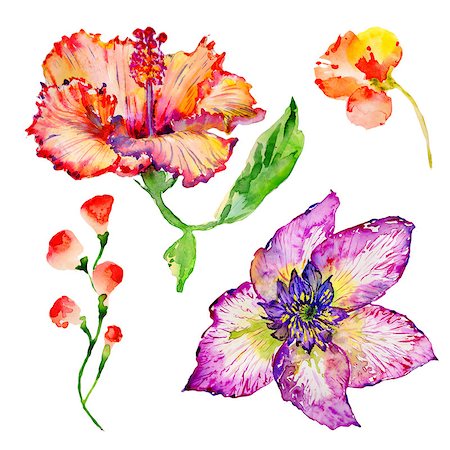 Wildflower hibiscus flower in a watercolor style isolated. Aquarelle wild flower for background, texture, wrapper pattern, frame or border. Photographie de stock - Aubaine LD & Abonnement, Code: 400-09010621